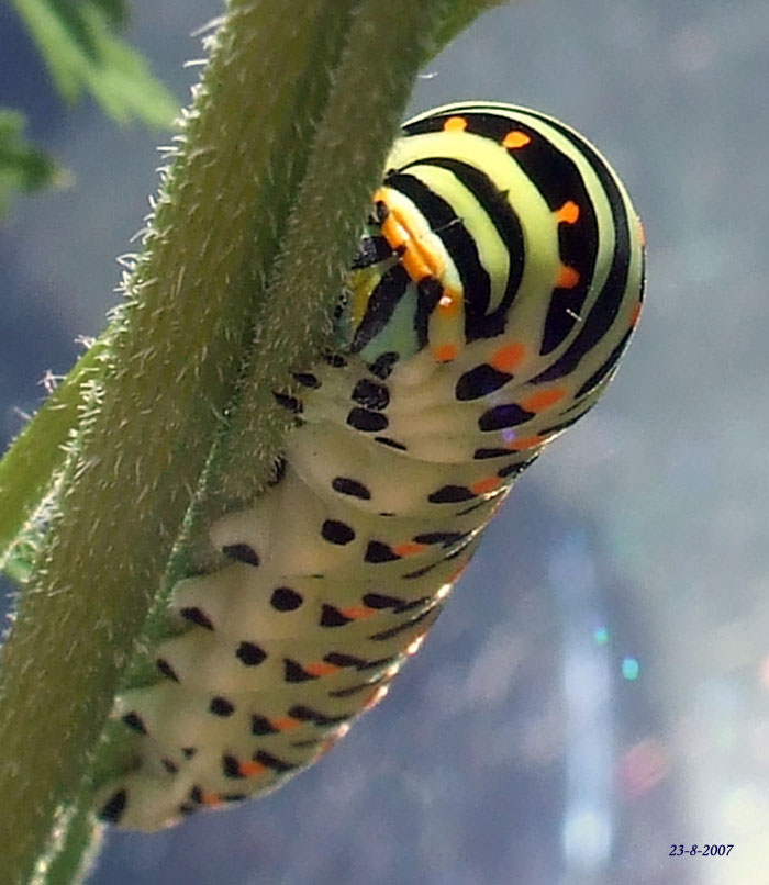 Le trasformazioni di Papilio machaon